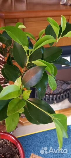 Фикус бенджамина curly