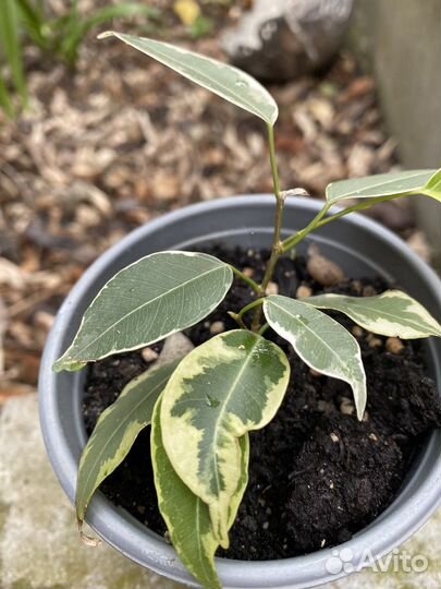 Фикус бенджамина пестролистный