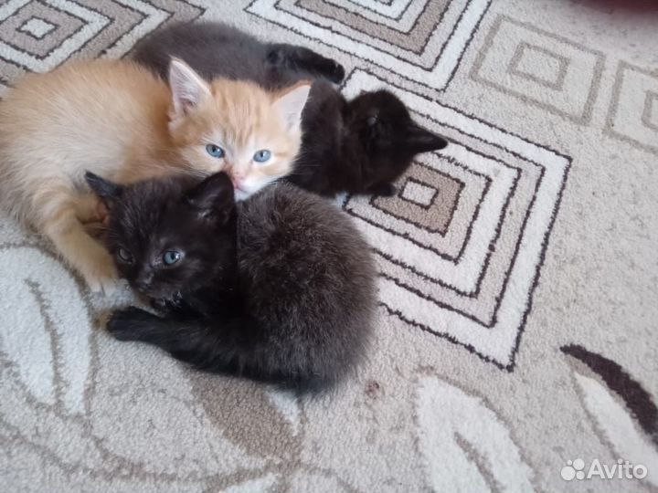 Котята в добрые руки