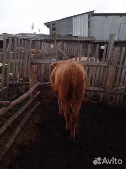 Продажа крс