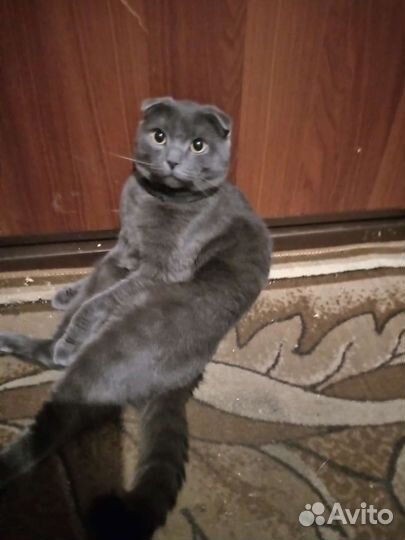 Отдам кота британца в добрые руки