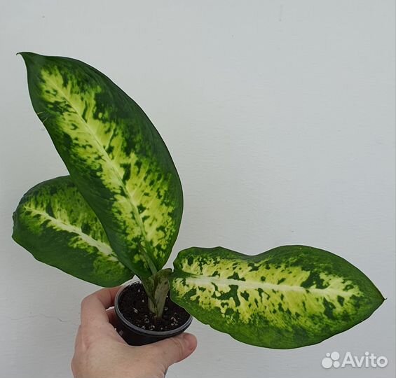Диффенбахия Банана