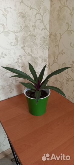 Традесканция Рео