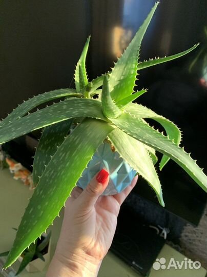 Алоэ вера и алоэ (столетник )