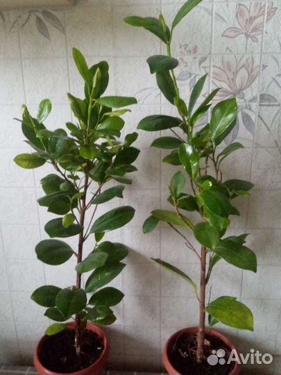 Фикус Мокламе