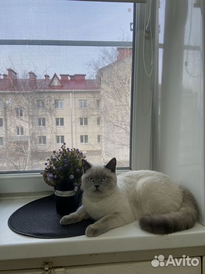 Котята бронь