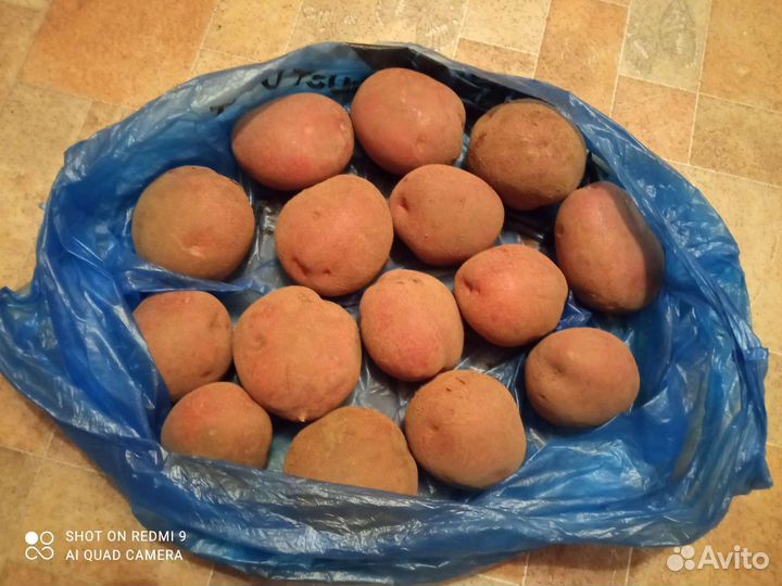 Продам картофель на семена сорт Шарвари пирожка