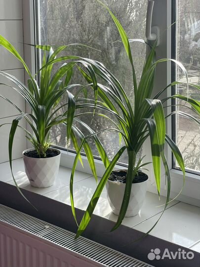 Цветок пандаус