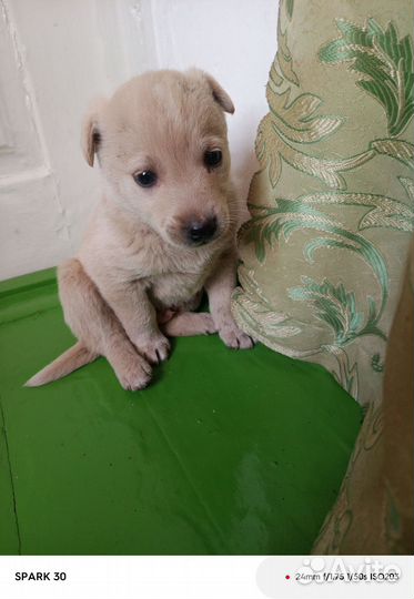 Щенок в добрые руки