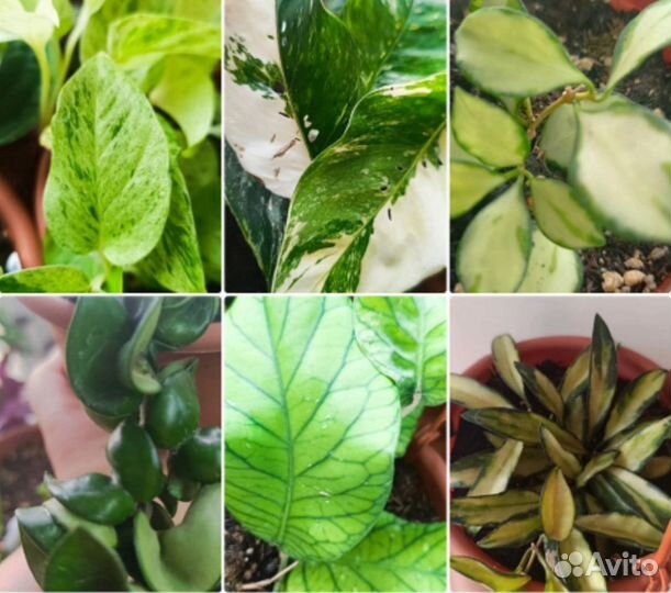 Выставка растений в Магнитогорске