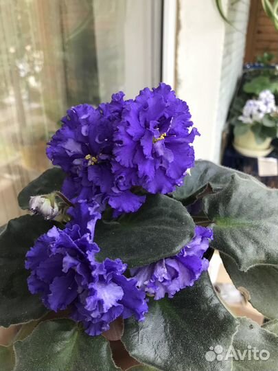 Фиалка, сансевиерия, стрептокарпус