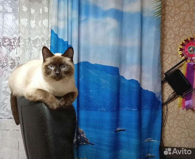 Вязка, Тайский кот