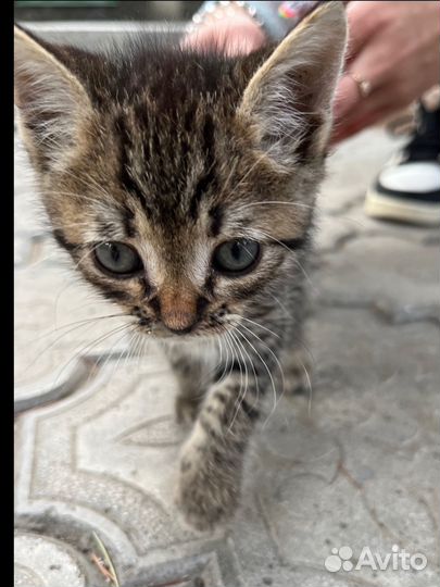 Котята в добрые руки мальчик