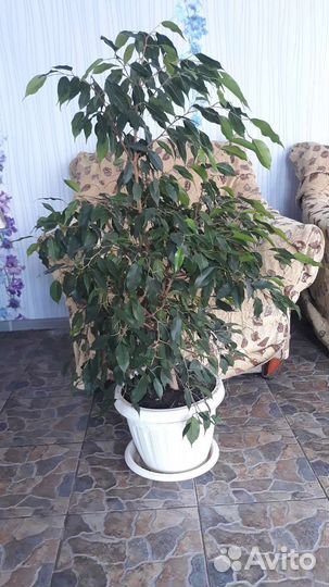 Бенджамина