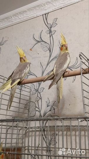 Попугай корелла птенцы