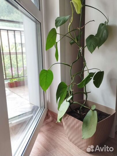 Монстера Бесплатно