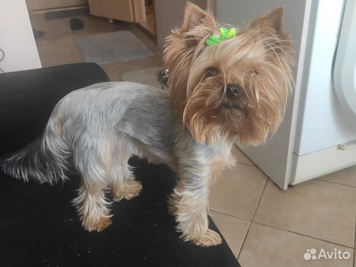 Собаки щенки маленькой породы