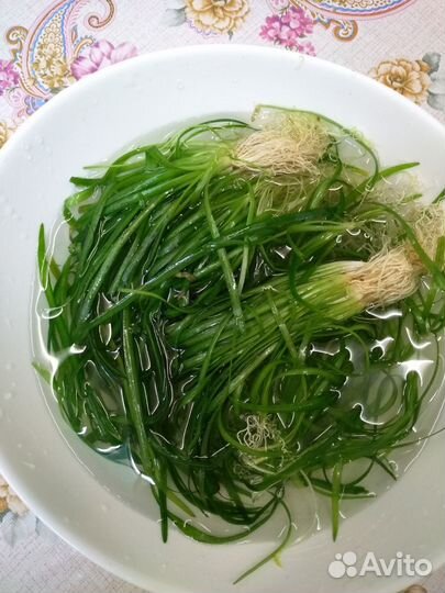 Аквариумные растения бесплатно