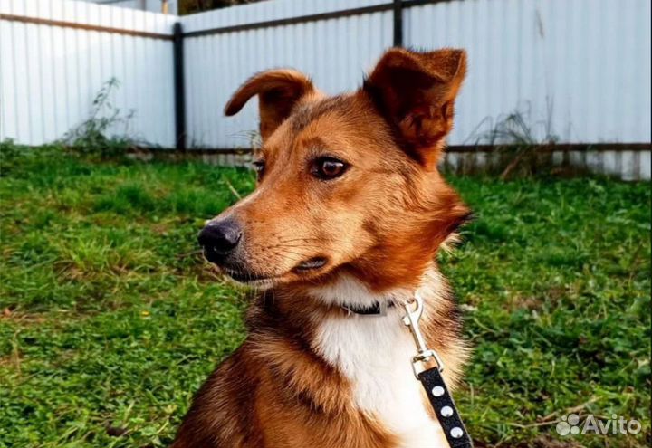 Собачка в добрые руки