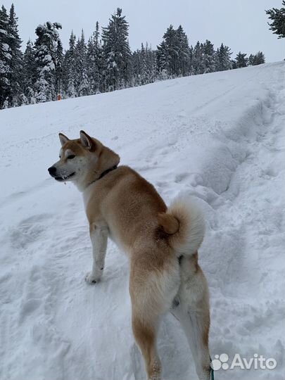 Выгул собак