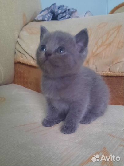 Британская