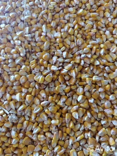 Пшеница, кукуруза, ячмень