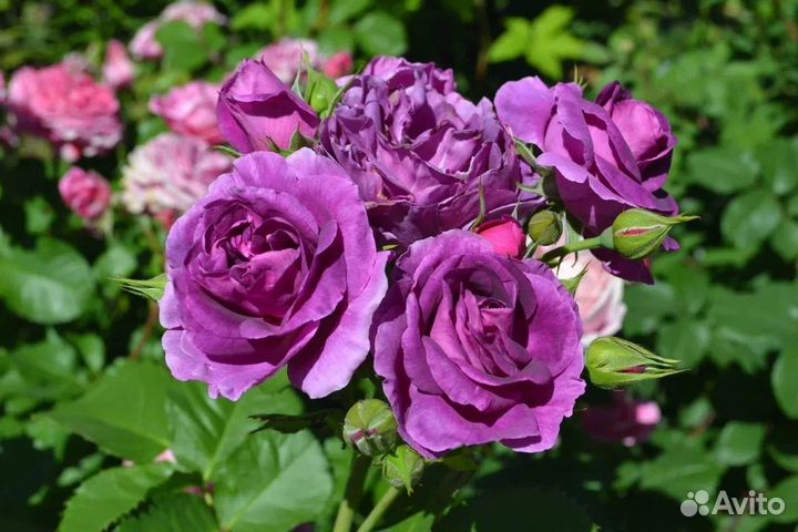 Роза флорибунда Минерва