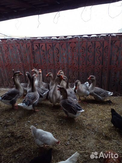 Холмогорские гуси на развод