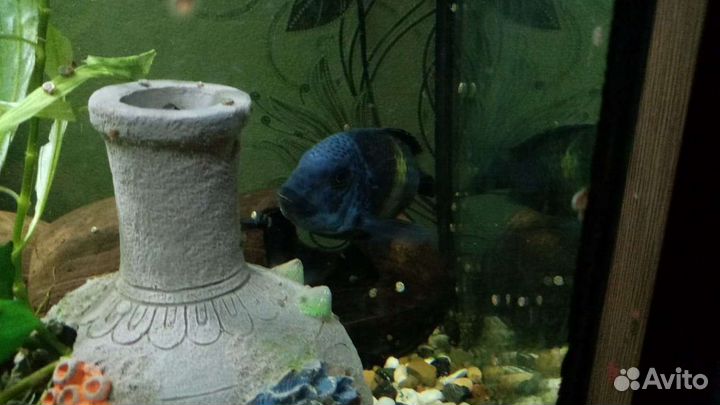 Звездчатый трофеус