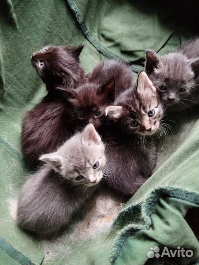 Отдам котят в добрые руки