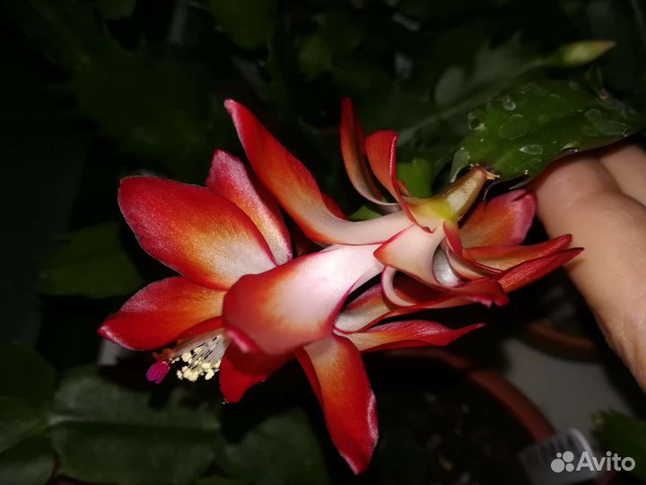 Декабрист шлюмбергера