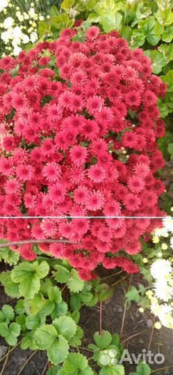 Хризантемы мультифлора