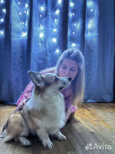 Передержка собак на время отпуска