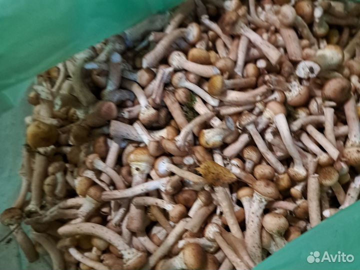 Грибы опята свежие