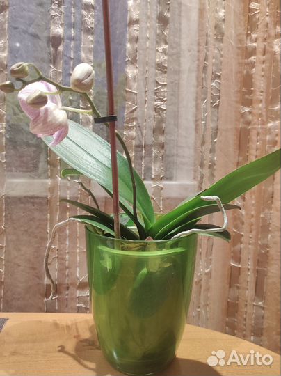 Орхидея фаленопсис