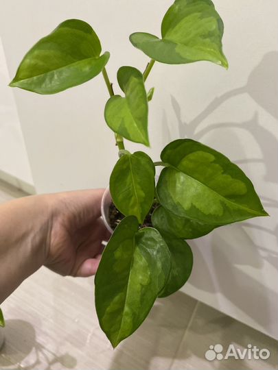 Эпипремнумы и сциндапсусы