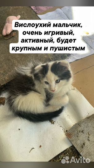 Котята в добрые руки