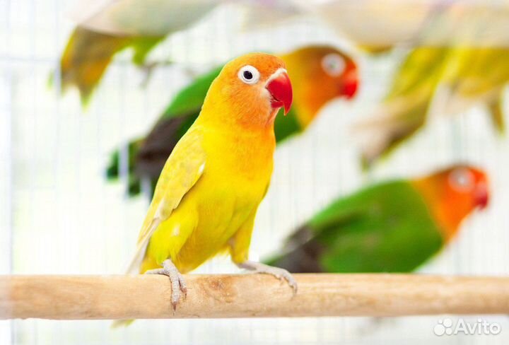 Неразлучник Фишера, Масковые птенцы