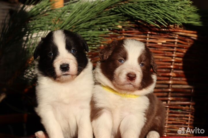 Бордер колли