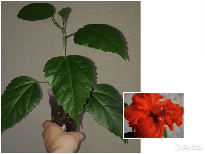 Гибискусы разных сортов