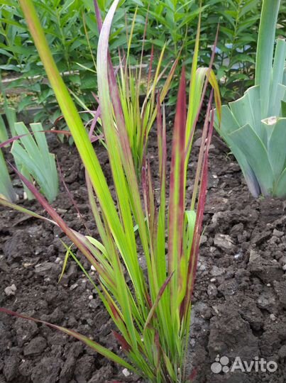 Многолетники в сад