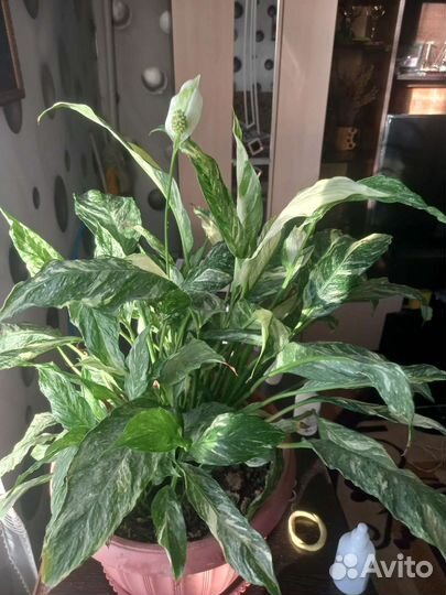 Спатифиллум 