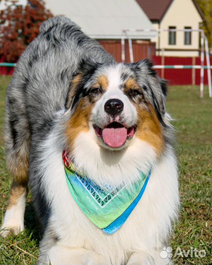 Австралийская овчарка (аусси) кобель для вязки