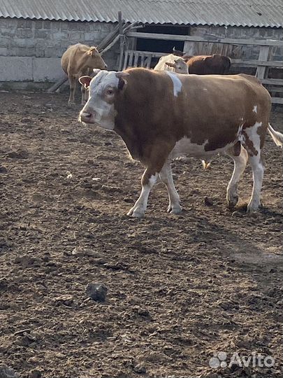 Бычки циментал