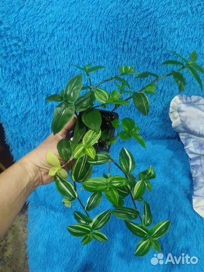 Традесканция