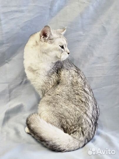 Британские котята серебристая шиншилла