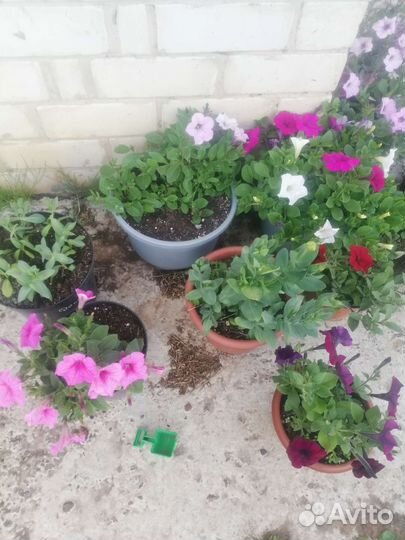 Петунья рассада