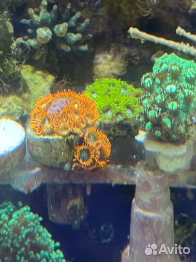 Живые кораллы для морского аквариума