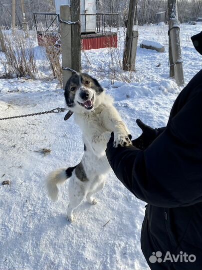 Собака в добрые руки