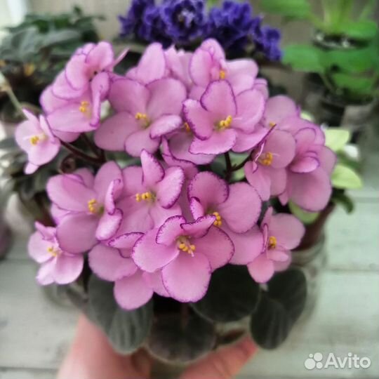 Коллекционные фиалки